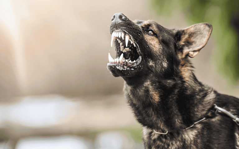 Dog Bite